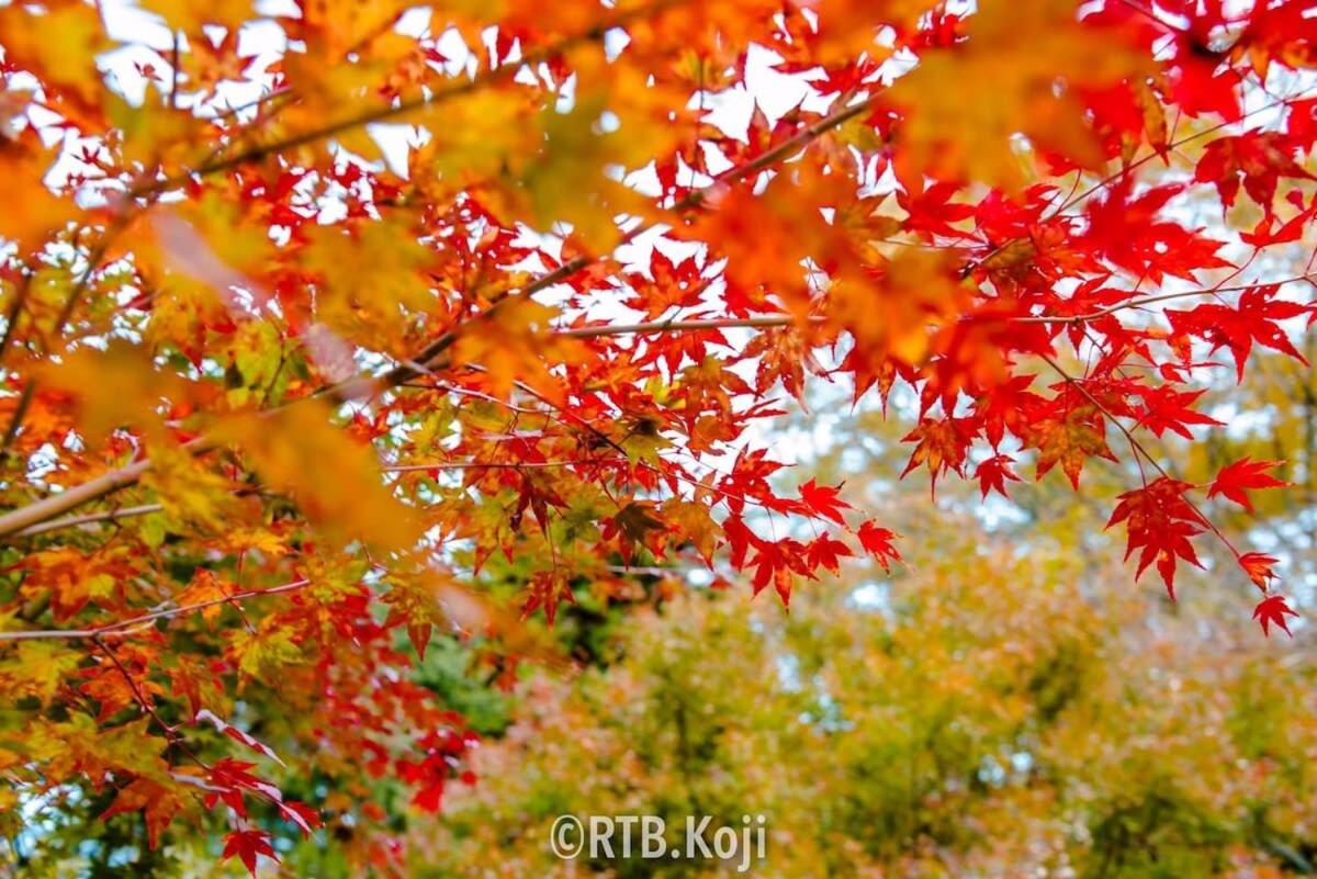 Earls Court - Spacious & Relaxing Just 4 Blocks To Peace Park Hiroshima Ngoại thất bức ảnh